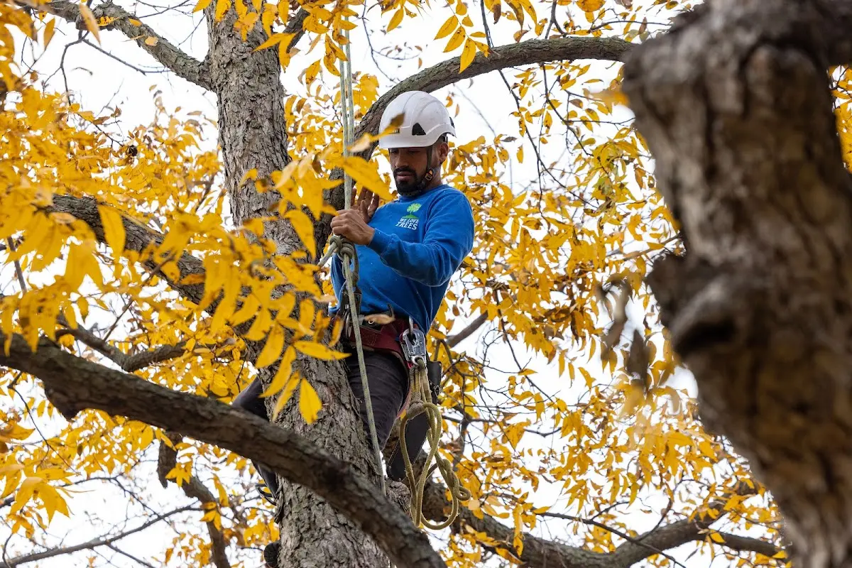 Skilled Storm Damage Cleanup crew working in Booneville